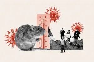 Bagaimana Super El Niño Dapat Meningkatkan Kasus Hantavirus