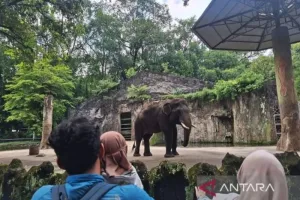 Hadapi Lonjakan Pengunjung, Taman Margasatwa Ragunan Siapkan 27 Titik Parkir Tambahan 
