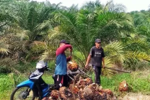 Harga TBS Sawit Swadaya Dharmasraya Naik Jadi Rp2.890 Per Kilogram