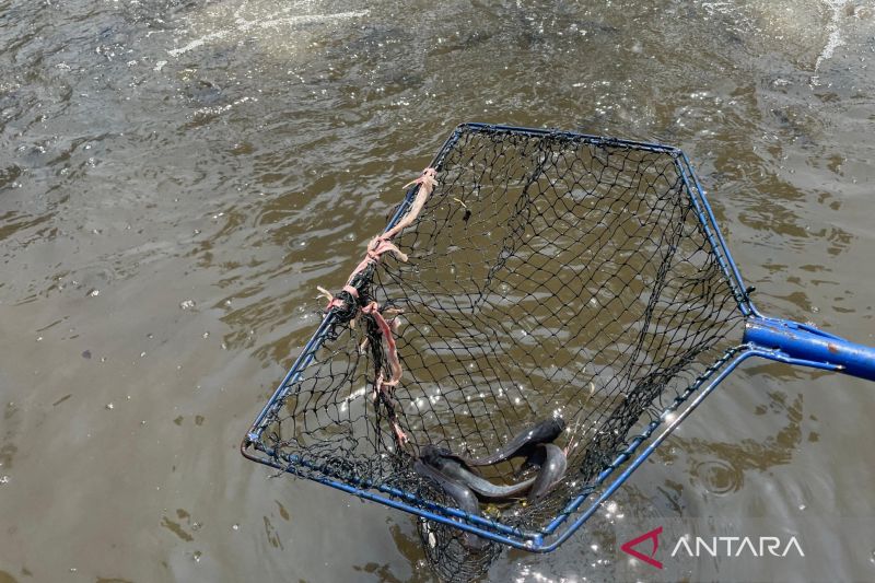 Kuningan Andalkan Teknologi Bioflok untuk Bangkitkan Ekonomi Desa
