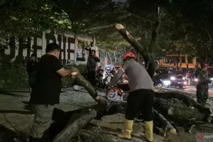 Lima Pengendara Motor Tertimpa Pohon Tumbang di Jatinangor