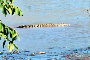 Mewaspadai Serangan Buaya Saat Beraktivitas di Aliran Sungai