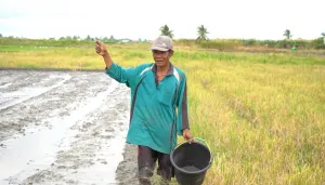 Perkuat Antisipasi Dampak Perubahan Iklim, Kementan Kawal Sentra Pangan Merauke