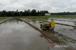 Pertanian Bantul Naik Kelas, Teknologi Jadi Kunci Dongkrak Produktivitas