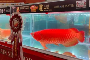 Tak Sekadar Ikan Hias, Arwana RI Dipromosikan Mendunia Melalui Ajang Global