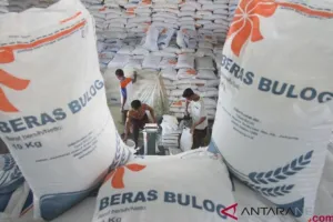 Menuju Musim Panen Puncak, Produksi Beras RI Berpotensi Sentuh 7,92 Juta Ton