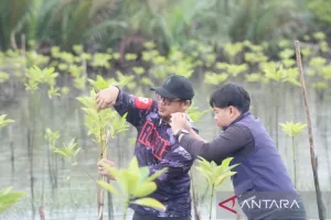 Setahun Setelah Penanaman, Tim ULM Cek Pertumbuhan Mangrove 5 Hektare di Pesisir Tanah Laut.