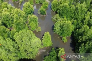 Temuan Menarik di Kotabaru, Tim ULM Identifikasi 14 Spesies Mangrove dalam Satu Kawasan.