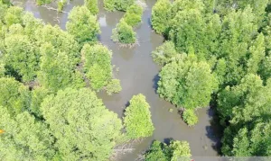 ULM Temukan 14 Spesies Mangrove di Kawasan PBPH Kabupaten Kotabaru Kalsel