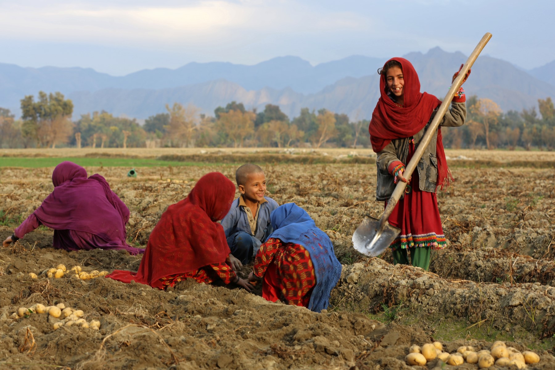 Afghanistan Kembali Bangun Diri: Pemerintah Bagikan 35.00...