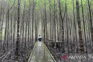 Dinas Pariwisata Kaltim Angkat Pesona Wisata Berbasis Konservasi Mangrove