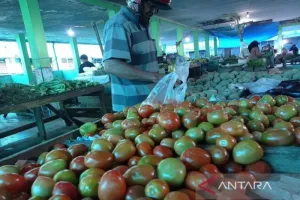 Harga Tomat Melonjak Picu Inflasi Mei di Aceh Sebesar 0,60 Persen