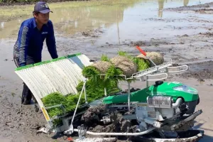 Kejar Waktu Sebelum Kemarau, Petani Madiun Didorong Percepat Tanam.