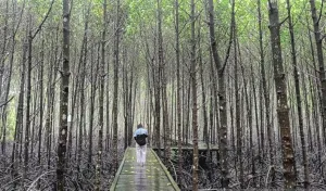Pesona Bontang Mangrove Park Kaltim: Ekowisata Hijau yang Padukan Konservasi dan Edukasi