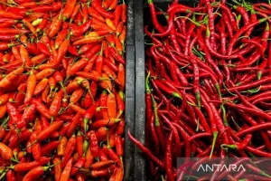 Harga Cabai Rawit Rp84.400/Kg, Telur Ayam Rp31.350/Kg