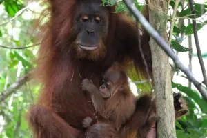 Kabar Gembira, Bayi Orangutan telah Lahir di Cagar Alam Jantho Aceh, Diberi Nama Badar