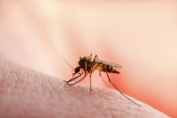 Kemenkes Sebut Temuan Peningkatan Malaria Cerminkan Surveilans Membaik