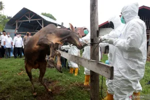 Kolaborasi Barantin–FAO Buka Jalan Indonesia Jadi Poros Biosekuriti
