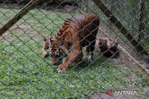 Taman Safari Prigen Perkenalkan Empat Anak Harimau Sumatra