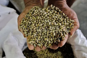 Cuaca Tak Bersahabat, Sentra Kopi Temanggung Kehilangan Separuh Produksinya