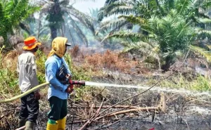 Karhutla Nagan Raya Meluas 60 Hektare, Api Masih Sulit Dipadamkan