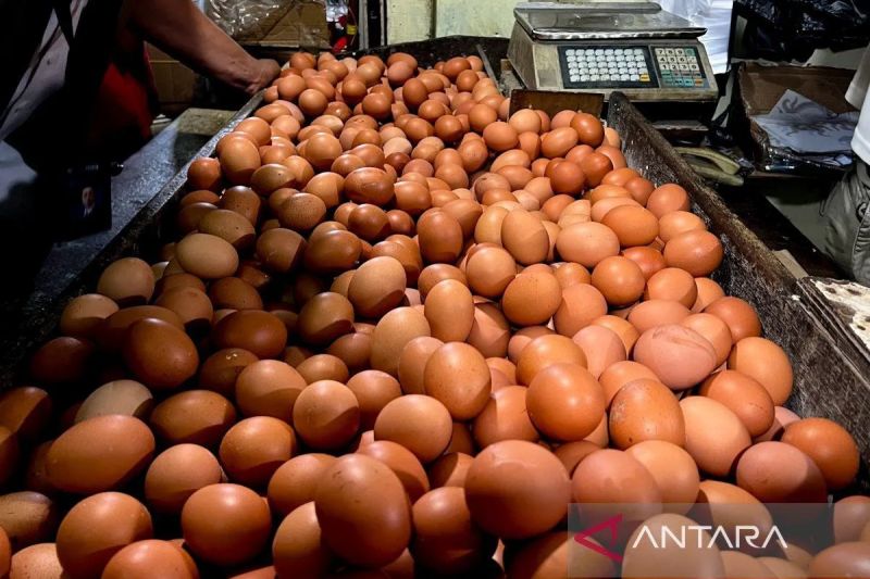 Kementan Kawal Stabilitas Harga Telur dengan Perbaiki Pen...