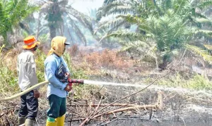 Meluas hingga 60 Hektare, Kobaran Karhutla di Nagan Raya Mulai Kepung Kawasan Ini