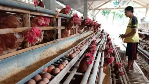 Pemerintah Wajibkan SPPG Borong Telur Peternak, Aturannya Resmi Keluar