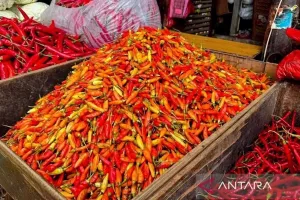 PIHPS Catat Harga Cabai Rawit Hari ini Rp68.000 per Kg, Telur Ayam Rp28.500 per Kg