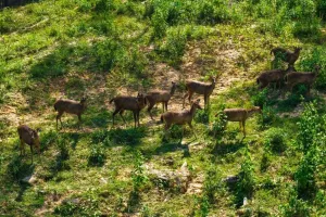 Kehadiran Satwa Liar di IKN Bukti Ekosistem Kota Hutan Terbentuk