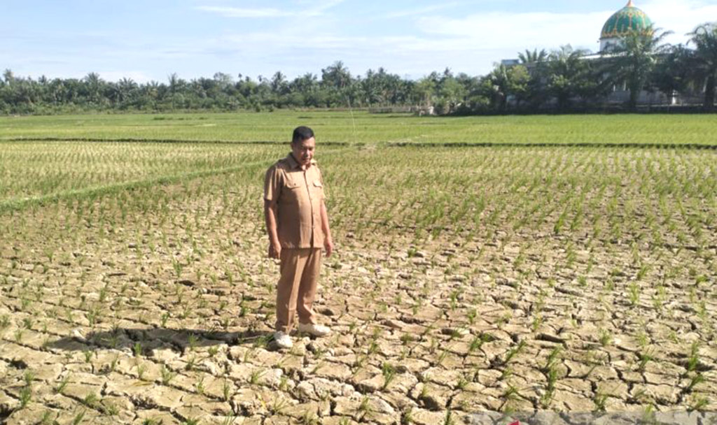 600 Ha Sawah di Nagan Raya ...