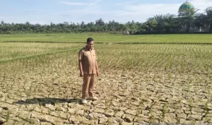 600 Hektare Sawah di Nagan Raya Kering, Petani Terancam Gagal Panen