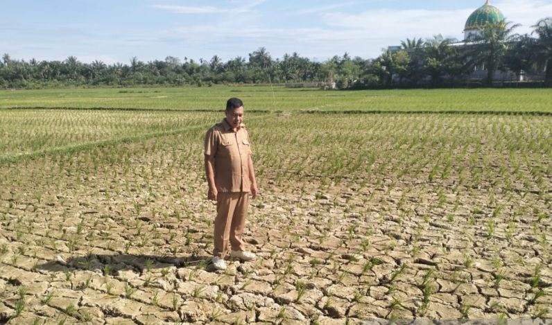 600 Hektare Sawah di Nagan Raya Kering, Petani Terancam G...