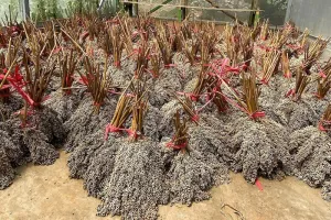 Perkuat Ekosistem Bioenergi, PLN EPI Gandeng PLN Puslitbang dan Itera