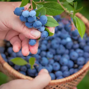 Blueberry: Buah Kecil yang ...