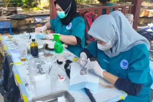 Cegah Rabies, 435 Kucing di Kepulauan Seribu Telah Divaksin.