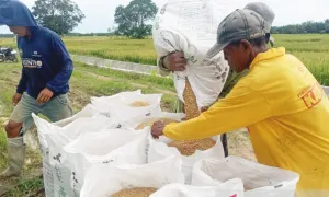 Siasati Musim Kemarau dengan Percepatan Tanam Padi
