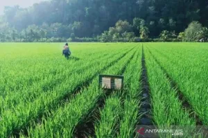 Pemprov Sulut Terus Berupaya Tingkatkan Kesejahteraan Warga