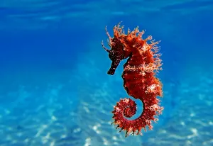 Tak Bisa Sembunyi Lagi: 'AI' Buatan Australia Mampu Endus Penyelundupan Satwa Laut
