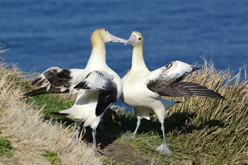 Albatros Ekor Pendek Jepang Lolos dari Kepunahan