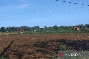Bantuan Bibit Tembakau untu...