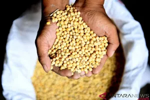 Harga Kedelai Bergejolak, Pemerintah Gelontorkan Subsidi Rp2.000 per Kg
