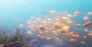 Menjaga Danau Toba dari Serbuan Ikan Red Devil, Ini Solusi Ala Pakar USU