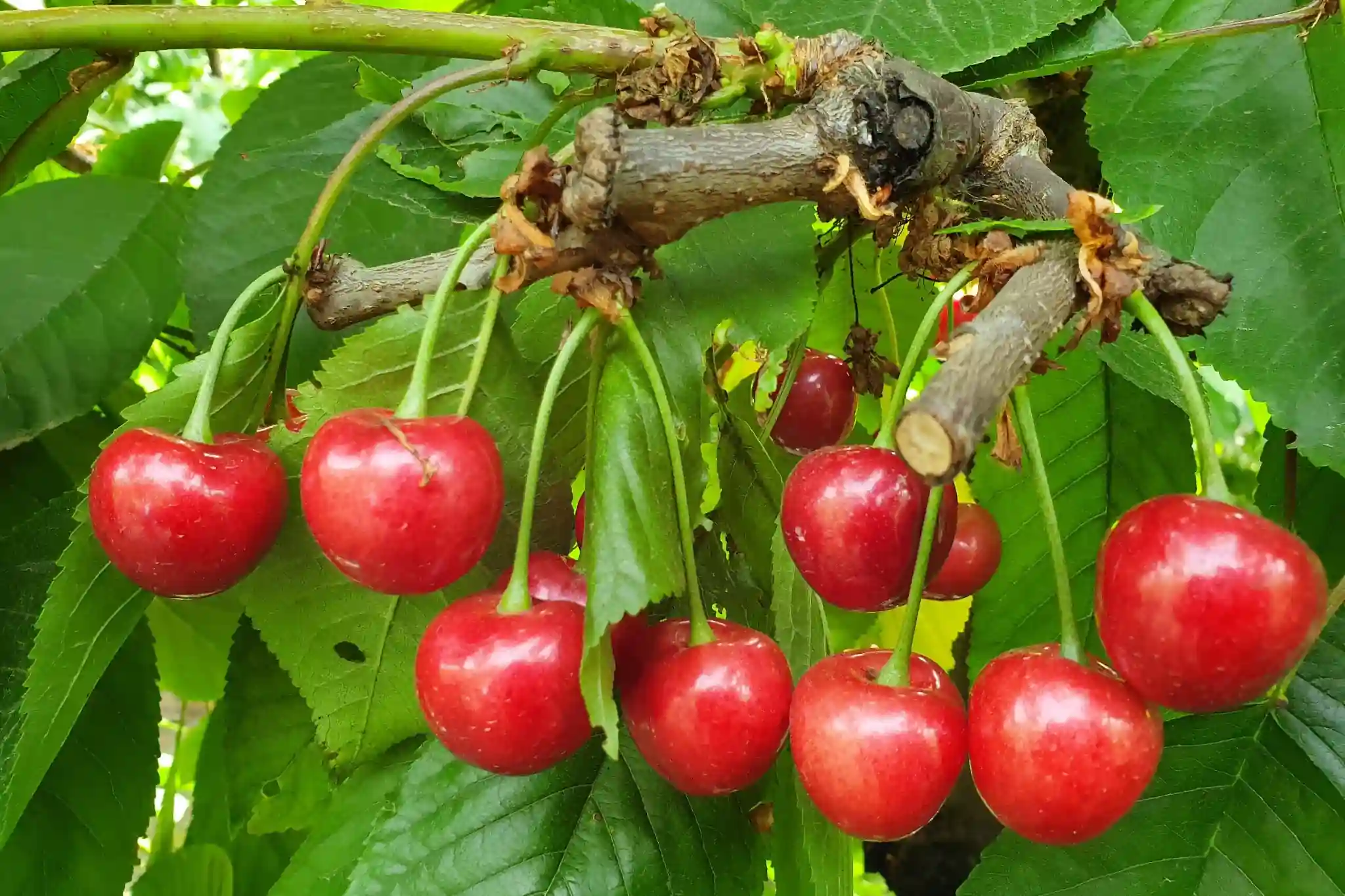 Terbang dari Pohon! Uniknya Cara Tiongkok Angkut Buah Cer...