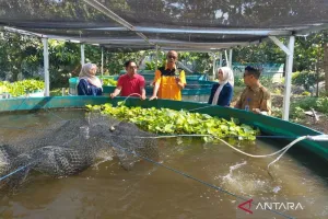 UIN Kudus dan Ngramen Farm Kembangkan Agro Pendidikan Budi Daya Udang Galah