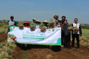 Panen 4 Ton Bawang Merah, United Tractors Semen Gresik Perkuat Ekonomi Desa.