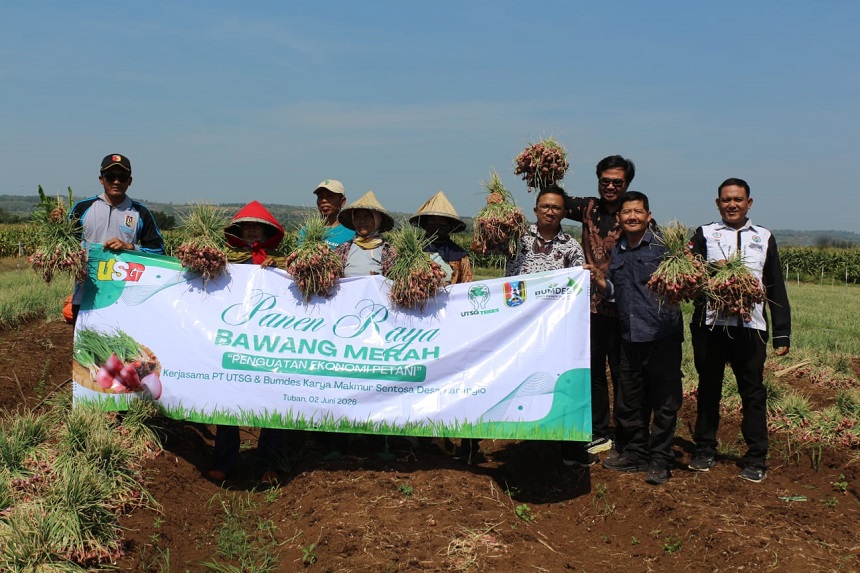 Panen 4 Ton Bawang Merah, United Tractors Semen Gresik Pe...