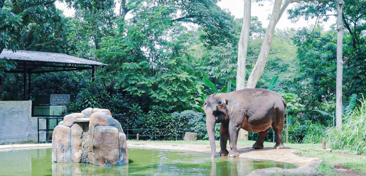Pengelola Baru Bandung Zoo Dipastikan Pemkot Berjalan Tra...