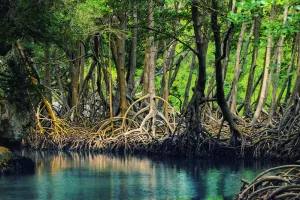 Rehabilitas Mangrove Perkuat Ekonomi Pesisir