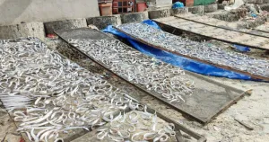 Nelayan Bengkulu Dapat Bantuan Sarpras, Pemkot Usulkan Rp500 Juta ke Pemerintah Pusat